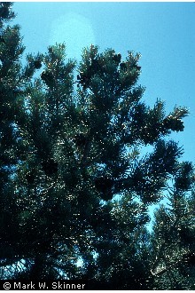 Photo of Pinus monophylla Torr. & Frém.