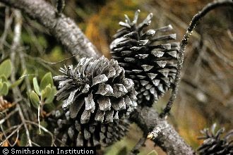 Photo of Pinus radiata D. Don
