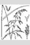 View a larger version of this image and Profile page for Glyceria striata (Lam.) Hitchc.