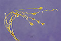 View a larger version of this image and Profile page for Glyceria striata (Lam.) Hitchc.