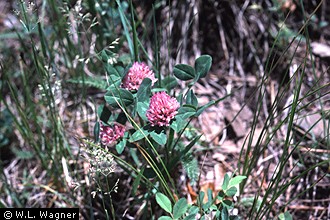 Photo of Trifolium L.