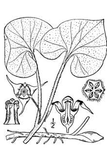 Line Drawing of Asarum canadense L.