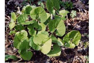 Photo of Asarum canadense L.