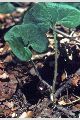 View a larger version of this image and Profile page for Asarum canadense L.