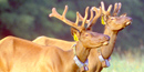 An experimental program to reintroduce elk to the park was begun in 2001.