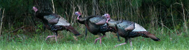 Wild Turkeys are plentiful in the park.