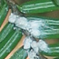 Hemlock Woolly Adelgid Infestation