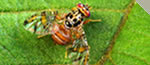 Invasive Insect Biocontrol and Behavior Laboratory Site Logo