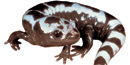 Marbled salamanders are one of 30 salamander species native to the park.