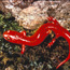 Black-chinned red salamander