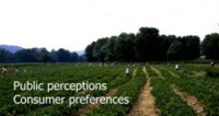 Image of a strawberry field with people picking off in the distance  