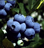 cluster of Chanticleer blueberries