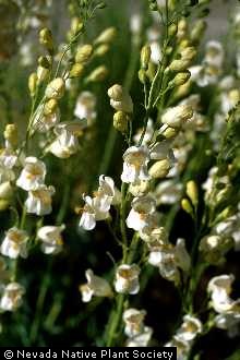 Photo of Penstemon palmeri A. Gray