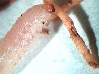 Diaprepes root weevil            larva feeding on citrus roots