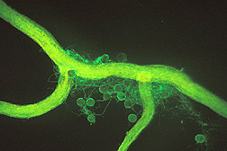 Glomalina (manchada con colorante verde) cubre un hongo micorrízico arbuscular creciendo en una raíz del maíz. Enlace a la información en inglés sobre la foto