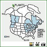 Distribution of Eleocharis ovata (Roth) Roem. & Schult.. . Image Available. 