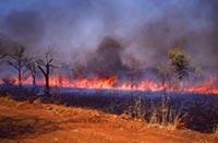 Ground-level view of burning savanna grasslands in South Africa