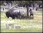 A man tries to hide behind a tree from a charging bison.