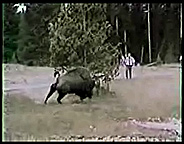 Image of bison charging around a tree with people behind it.