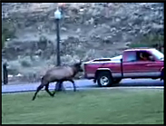 A bull elk charges a red pick-up.