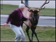 A bull elk chases a man.