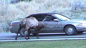 Bull elk ramming a car