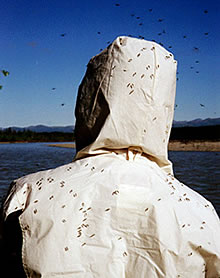 Photo: rear view of a person in a mosquito hood., with many mosquitos on the hood.