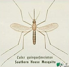 Drawing of a mosquito as seen from above.