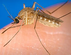 Photo:  close-up of a mosquito on human skin.