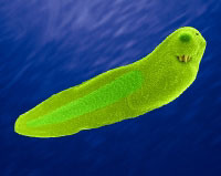 tadpole