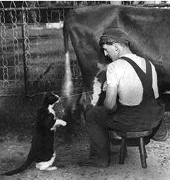Photo:  man milking a cow and shooting  milk into the mouth of a cat .