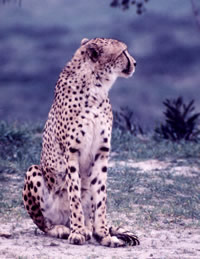 Photo:  a seated Cheetah.