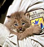Photo;  lynx kitten being held by an employee of the  U.S. Fish and Wildlife Service.