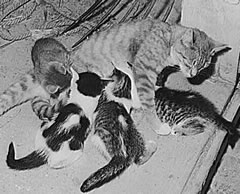 Photo:  a mother cat nursing her  4 kittens.