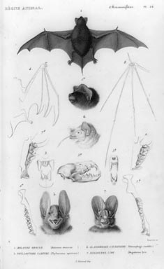 Biological drawings of  various parts of bat anatomy.