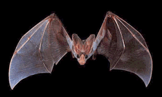 Photo: closeup of a bat flying towards camera.