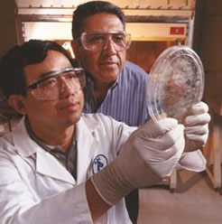 Two scientists examining a petri dish.