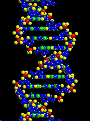 Illustration of a DNA molecule