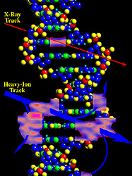 Illustration of a DNA molecule with X-ray and heavy ion tracks
