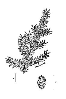 Line Drawing of Tsuga canadensis (L.) Carrière