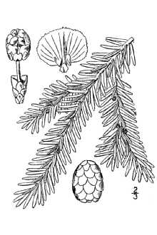 Line Drawing of Tsuga canadensis (L.) Carrière