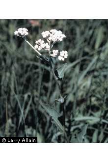 Photo of Parthenium integrifolium L.