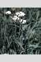 View a larger version of this image and Profile page for Parthenium integrifolium L.