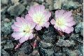 View a larger version of this image and Profile page for Lewisia rediviva Pursh