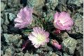 View a larger version of this image and Profile page for Lewisia rediviva Pursh