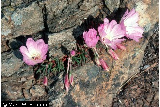 Photo of Lewisia rediviva Pursh