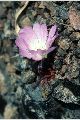 View a larger version of this image and Profile page for Lewisia rediviva Pursh