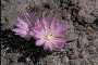 View a larger version of this image and Profile page for Lewisia rediviva Pursh