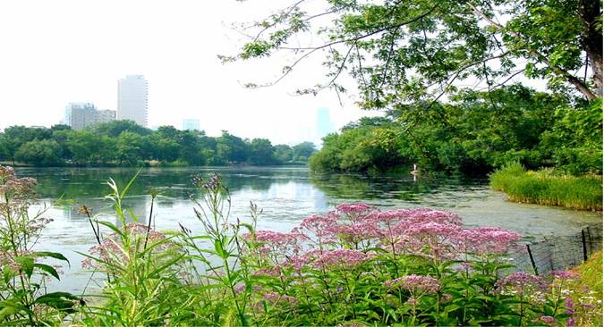 photo: Native plants surround Park Lagoon