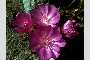 View a larger version of this image and Profile page for Lewisia rediviva Pursh